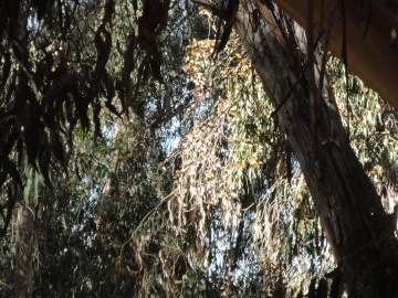 DSC01547