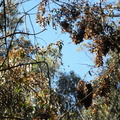DSC01554