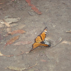 DSC01556