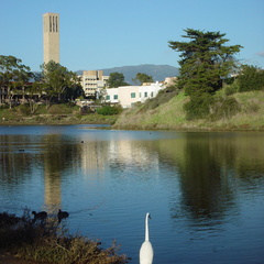 Lagoon_Storke_Minus.jpg