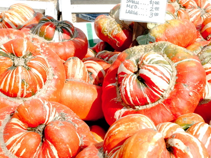 ezezz-pumpkin patch-10
