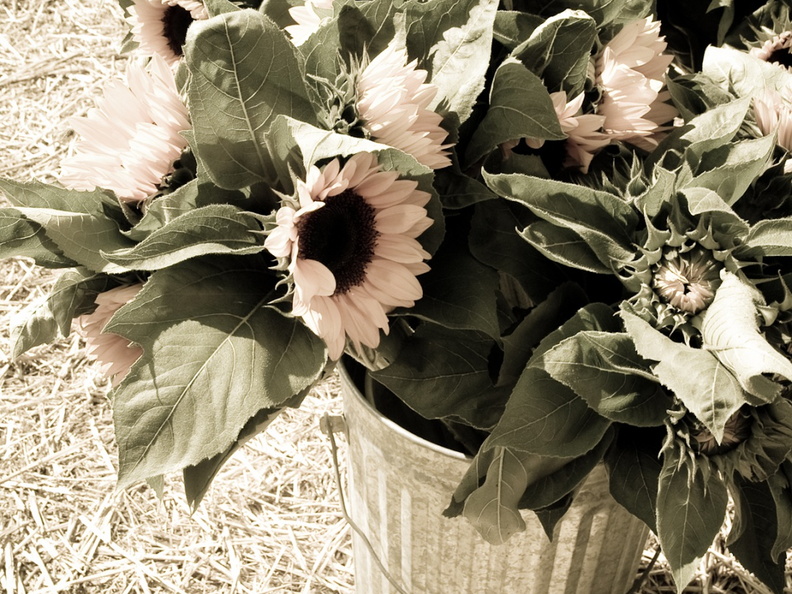 ezezz-pumpkin patch-16