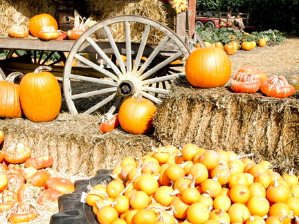 ezezz-pumpkin patch-17