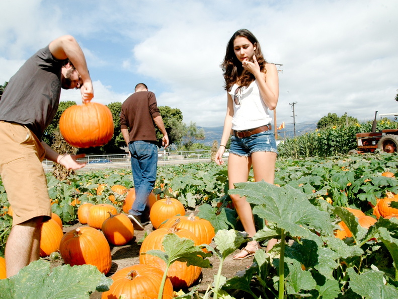 ezezz-pumpkin patch-18