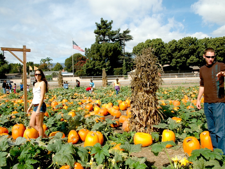 ezezz-pumpkin patch-20