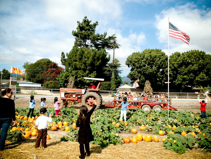 ezezz-pumpkin patch-22