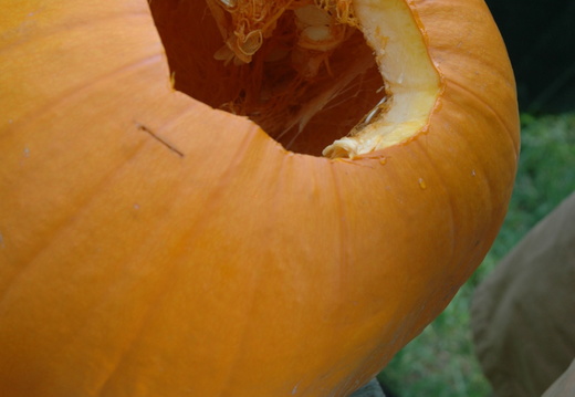 ezezz-pumpkin patch-47