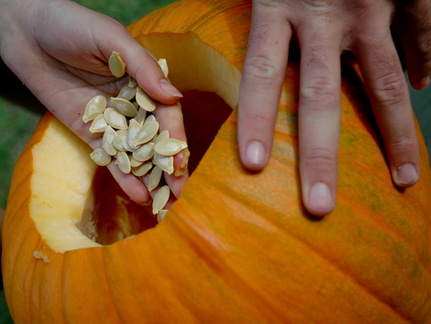 ezezz-pumpkin patch-49