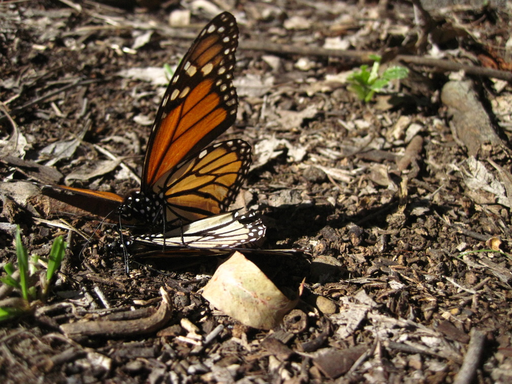 butterfly-17.jpg
