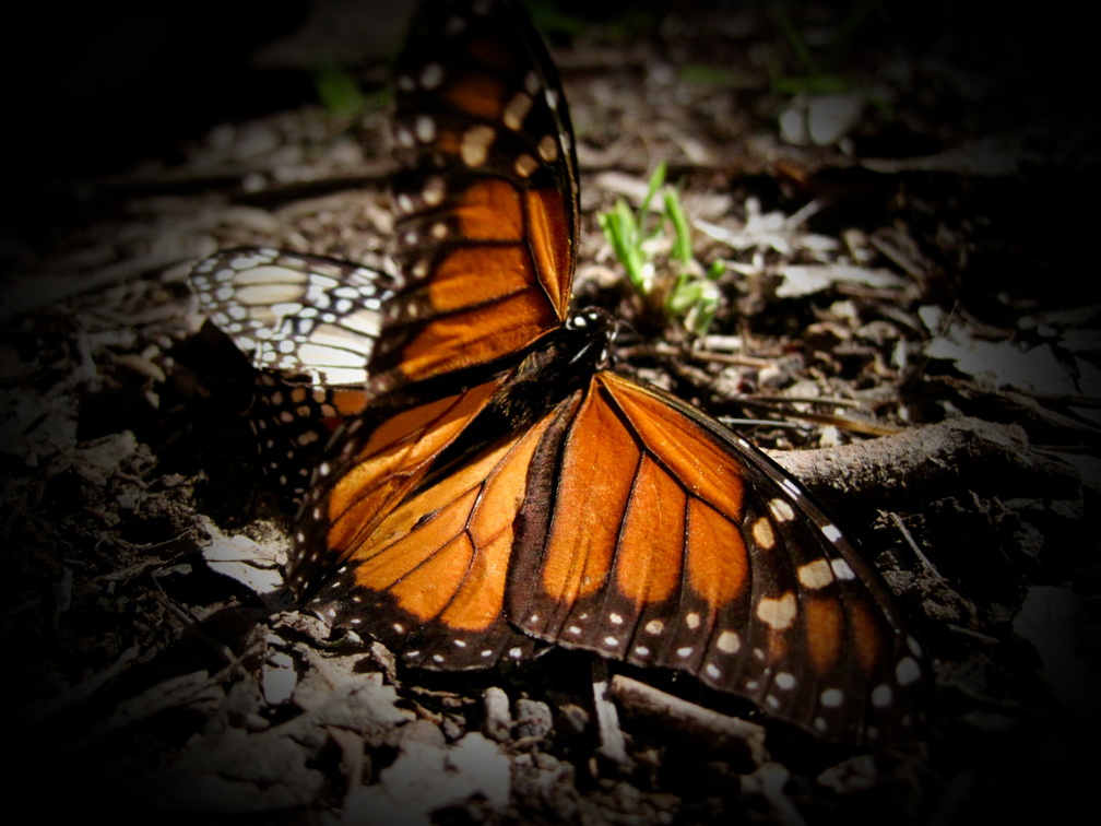 butterfly-19.jpg