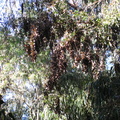 butterfly-2