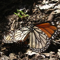 butterfly-20