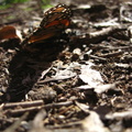 butterfly-21