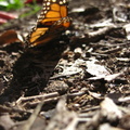 butterfly-22
