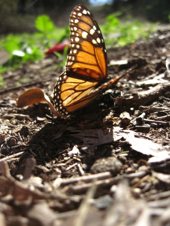 butterfly-24.jpg