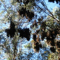 butterfly-3