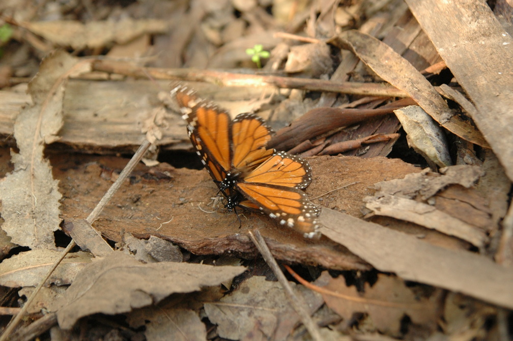 butterfly-34.jpg
