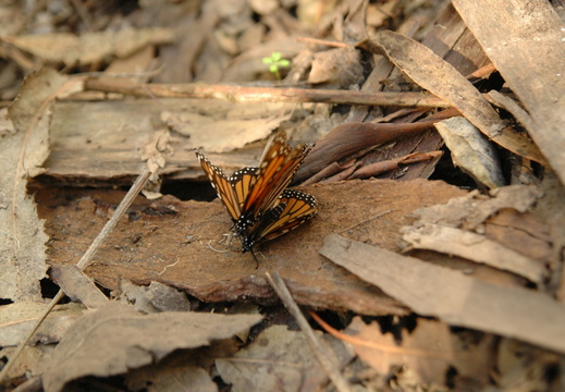 butterfly-35