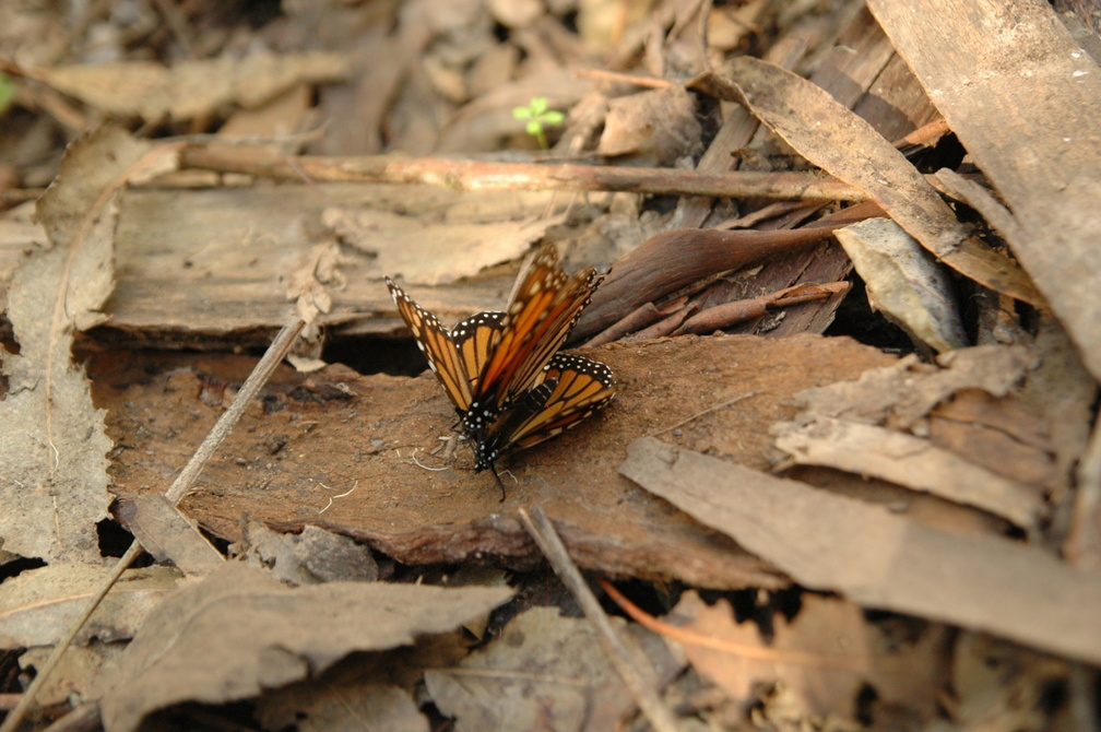 butterfly-35.jpg