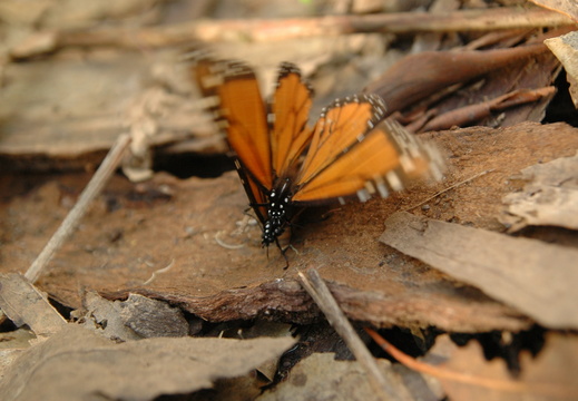 butterfly-36