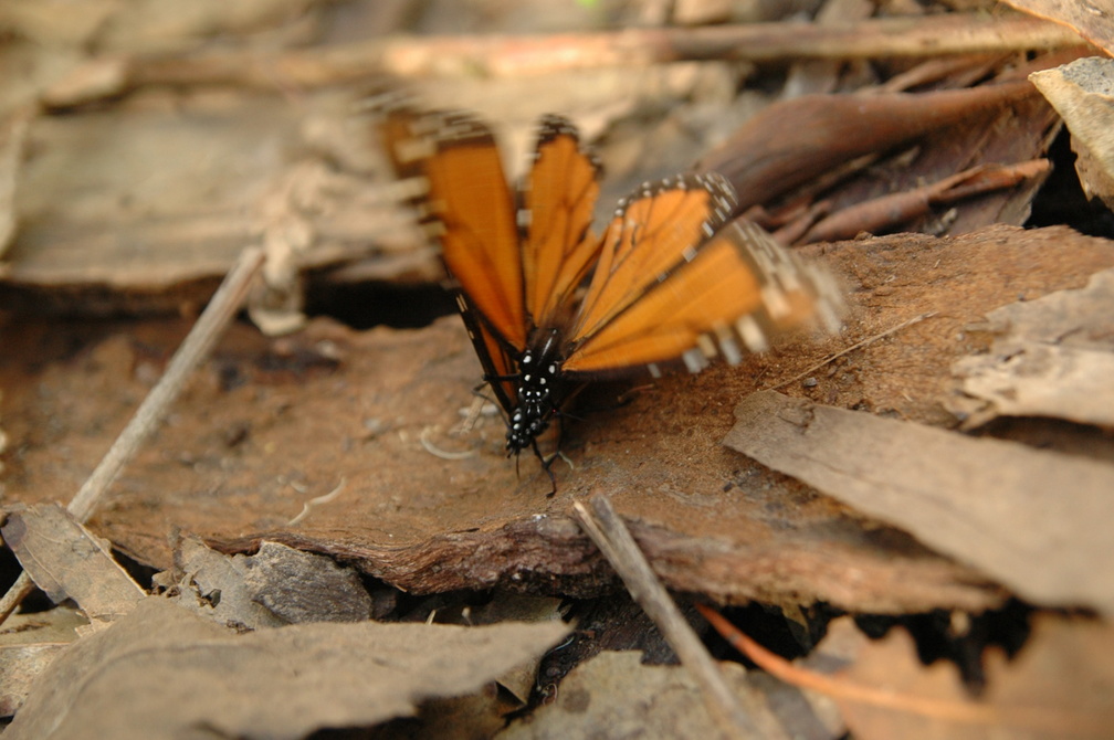 butterfly-36.jpg