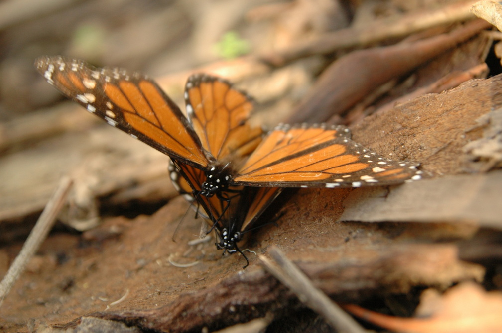butterfly-38.jpg