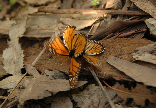 butterfly-39