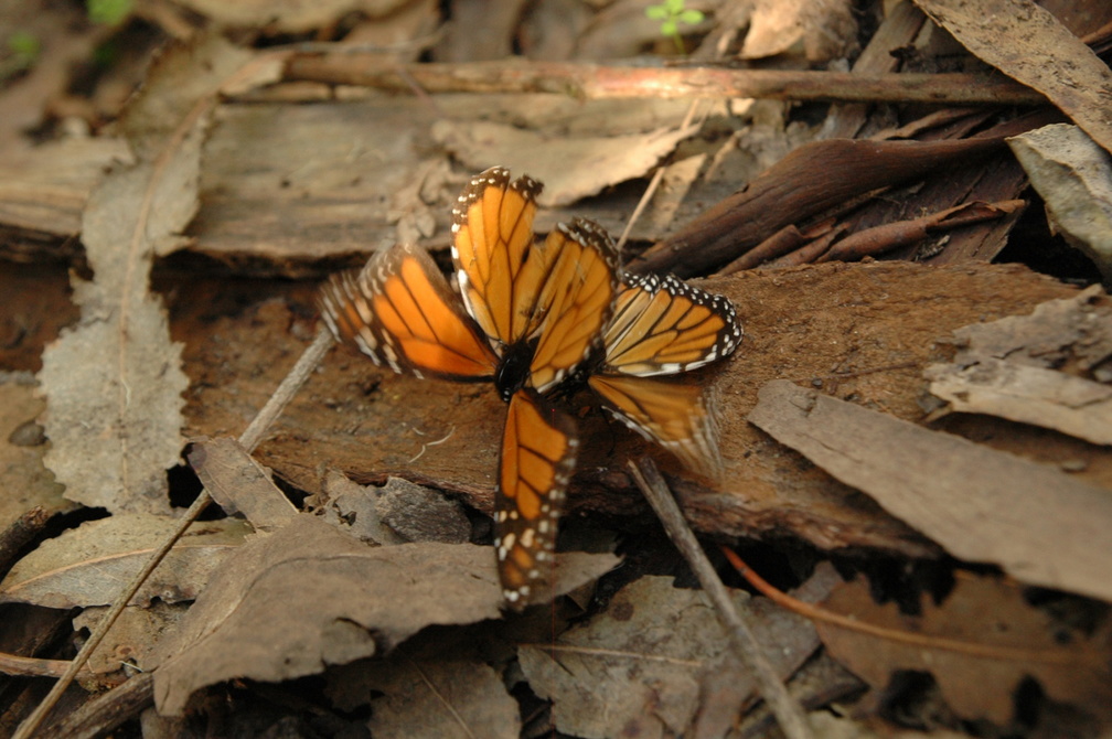 butterfly-39.jpg