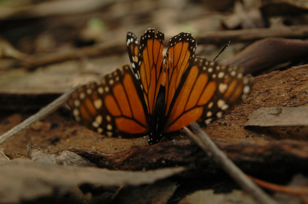butterfly-40.jpg