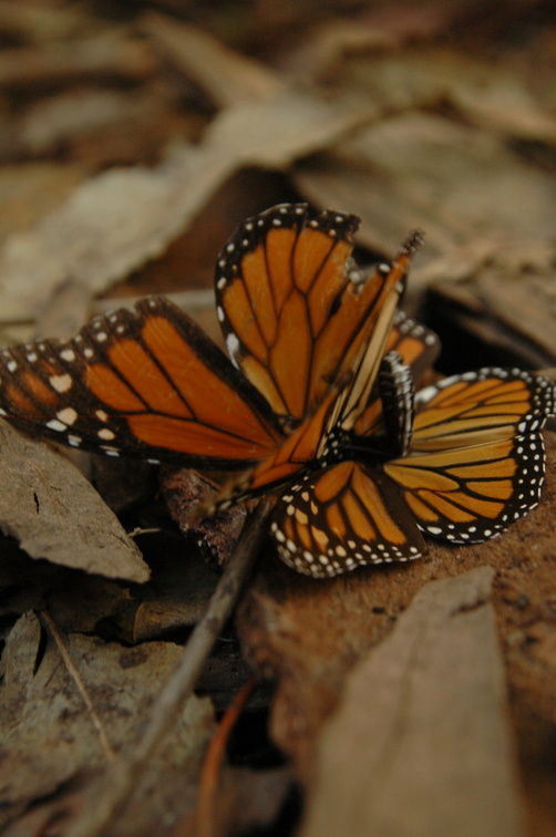 butterfly-41.jpg
