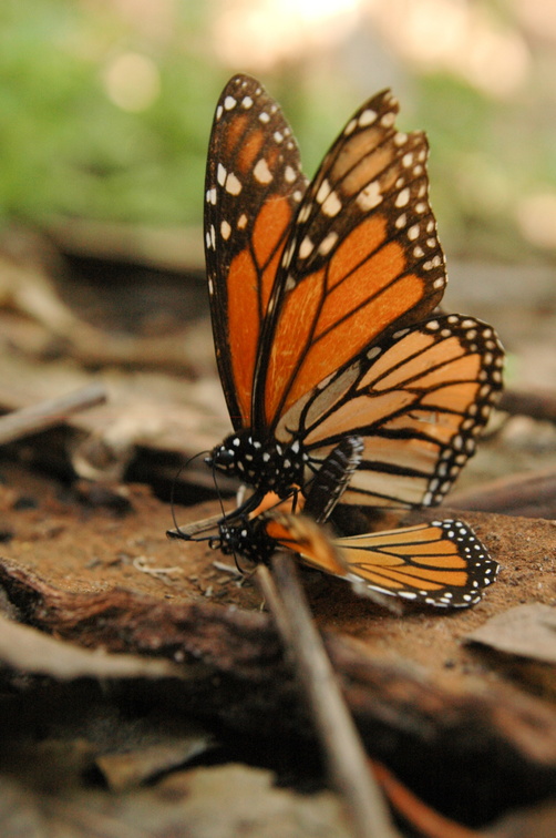 butterfly-43.jpg