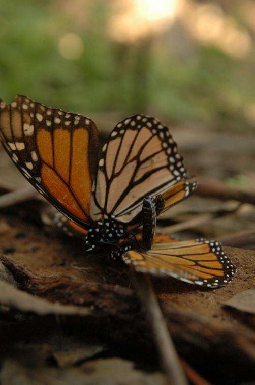 butterfly-44.jpg