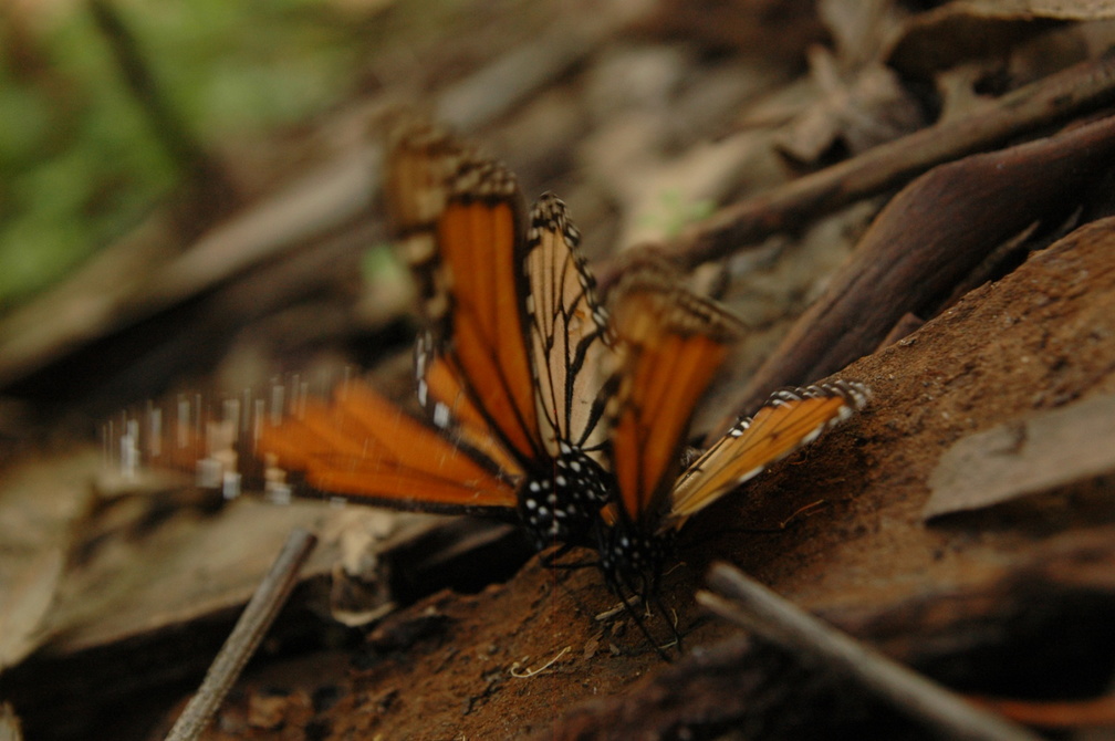 butterfly-45.jpg