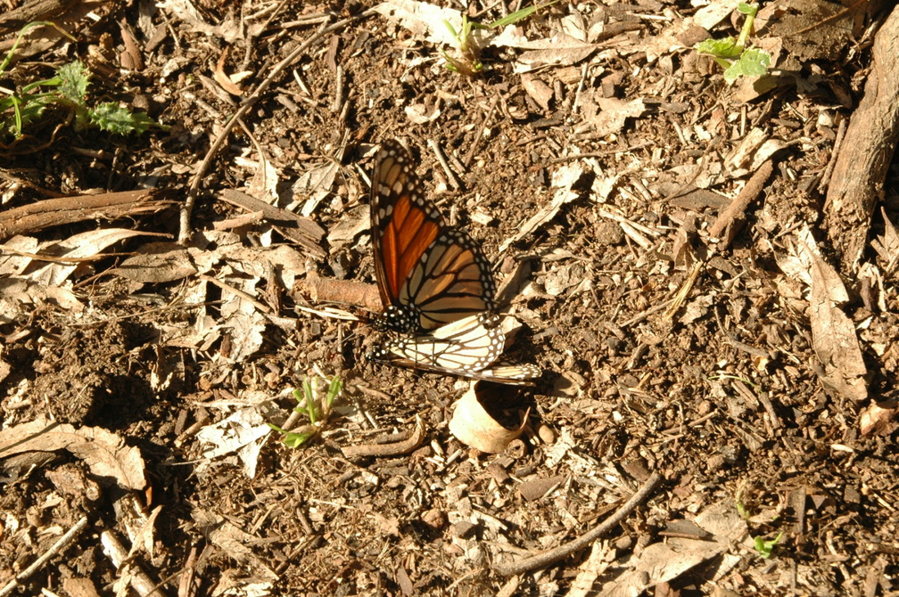 butterfly-79.jpg