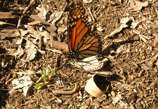 butterfly-80