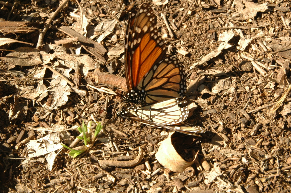 butterfly-80.jpg
