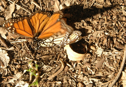 butterfly-81