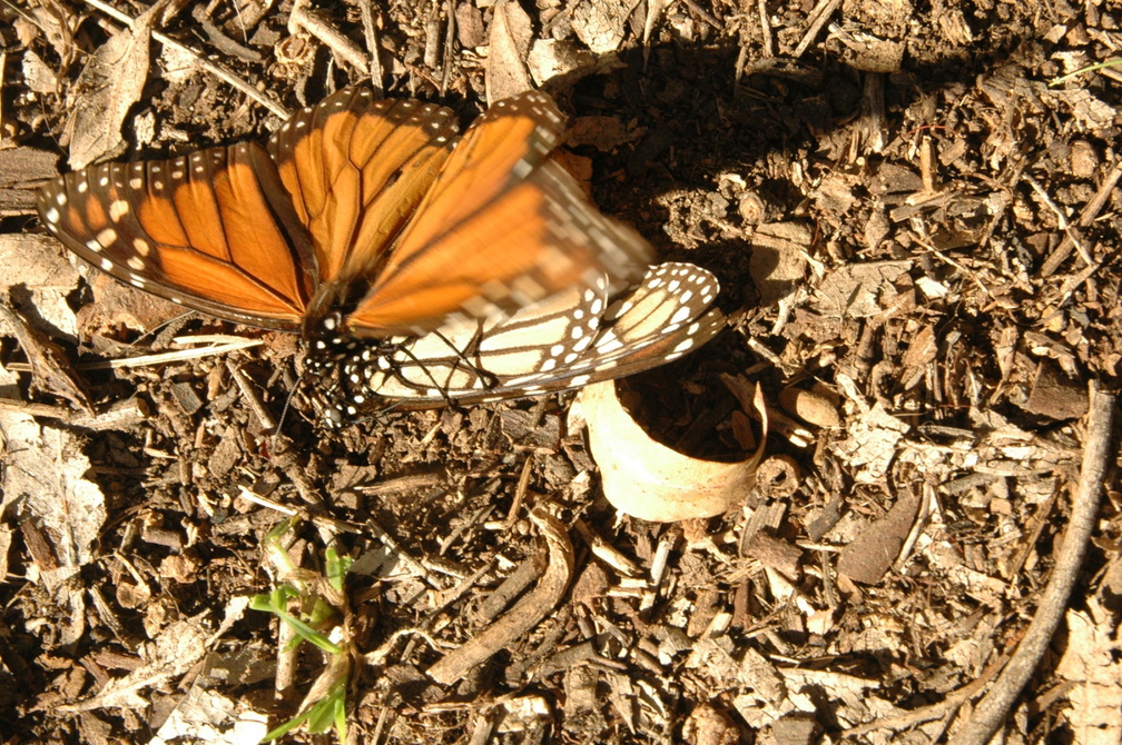 butterfly-81.jpg