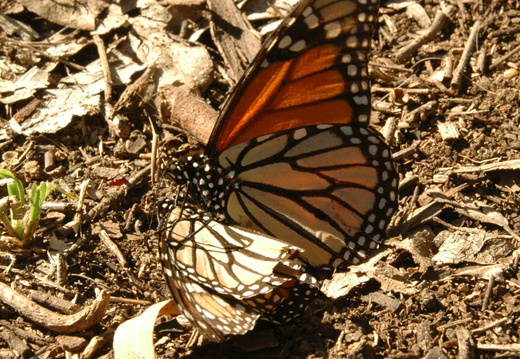 butterfly-82