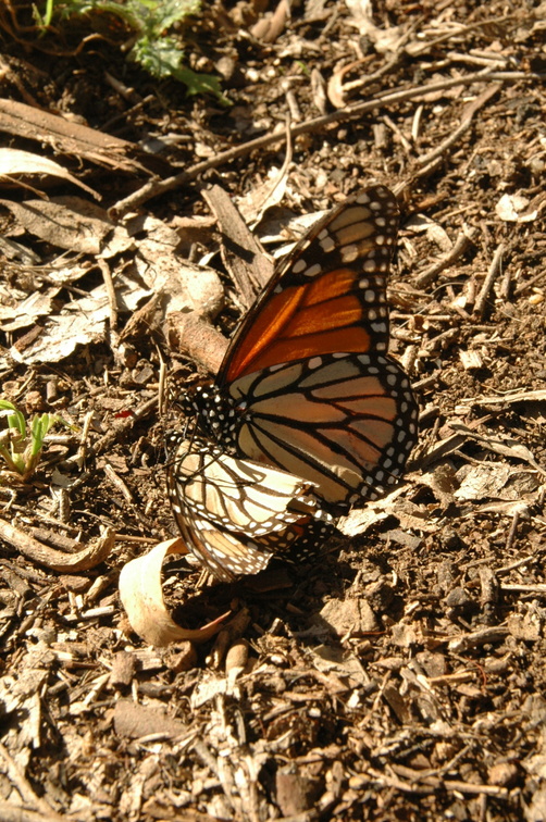butterfly-82.jpg