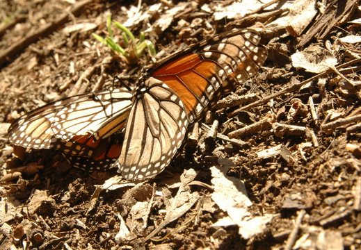 butterfly-83