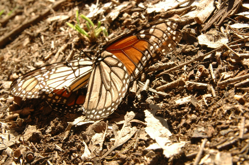 butterfly-83.jpg