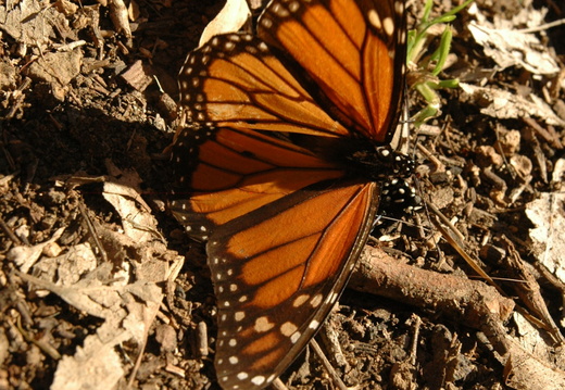 butterfly-84