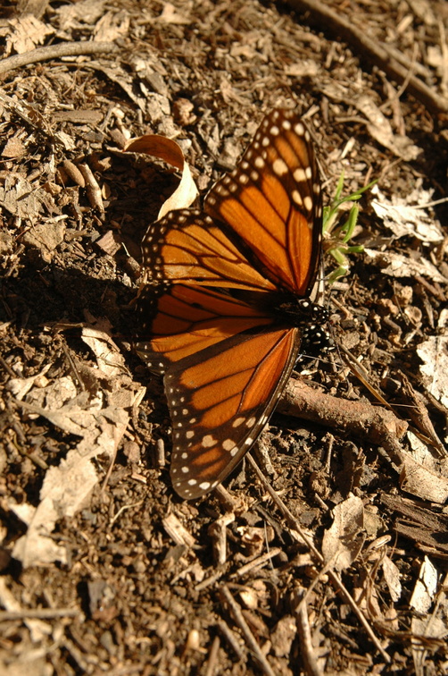 butterfly-84.jpg
