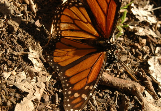 butterfly-85