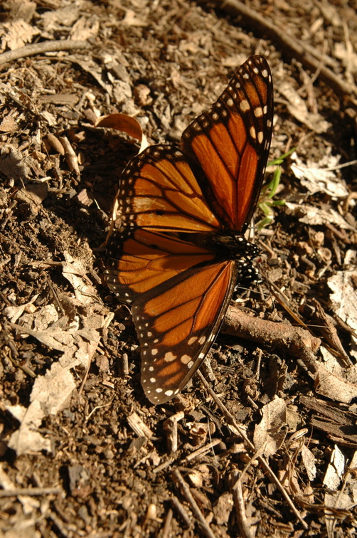 butterfly-85.jpg