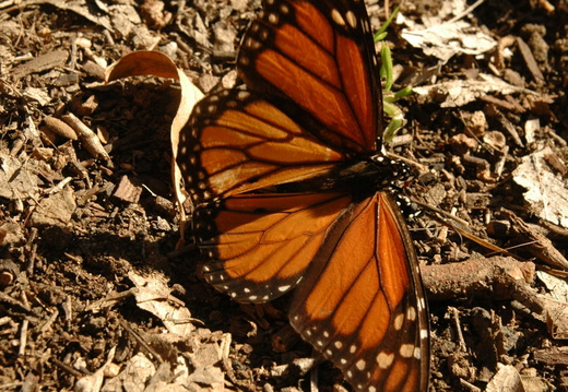 butterfly-86