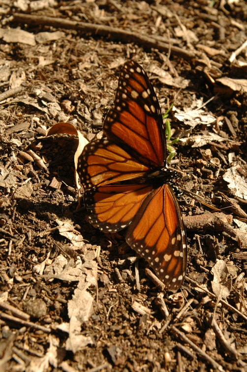 butterfly-86.jpg