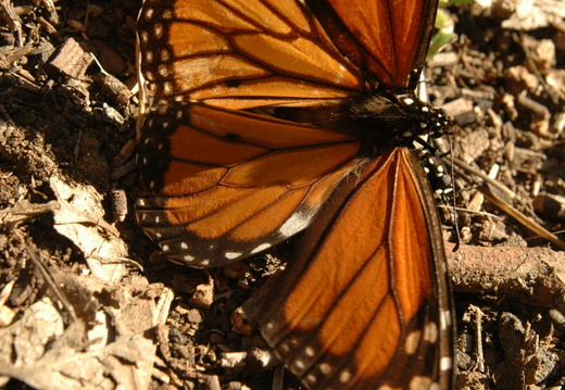 butterfly-87