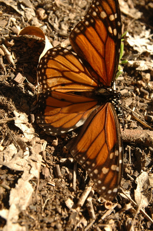 butterfly-87.jpg